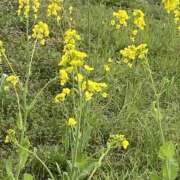 ヒメ日記 2025/04/10 20:58 投稿 かな One More奥様　厚木店