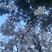 ヒメ日記 2025/04/11 17:58 投稿 かな One More奥様　厚木店