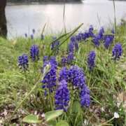 ヒメ日記 2025/04/12 11:14 投稿 かな One More奥様　厚木店