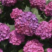 ヒメ日記 2025/06/13 19:18 投稿 かな One More奥様　厚木店