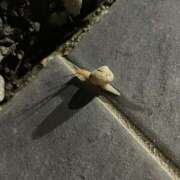 ヒメ日記 2025/06/17 18:28 投稿 かな One More奥様　厚木店