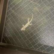 ヒメ日記 2025/08/29 00:50 投稿 かな One More奥様　厚木店