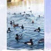 ヒメ日記 2025/01/06 07:55 投稿 あさこ 横浜おかあさん