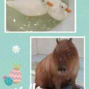 ヒメ日記 2025/02/04 14:35 投稿 あさこ 横浜おかあさん