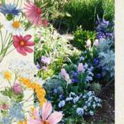 ヒメ日記 2025/04/07 19:35 投稿 あさこ 横浜おかあさん