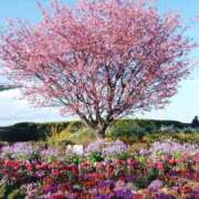 ヒメ日記 2025/04/08 12:37 投稿 あさこ 横浜おかあさん