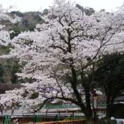 ヒメ日記 2025/04/11 12:06 投稿 あさこ 横浜おかあさん