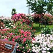 ヒメ日記 2025/05/19 18:35 投稿 あさこ 横浜おかあさん