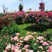 ヒメ日記 2025/05/23 19:05 投稿 あさこ 横浜おかあさん