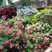 ヒメ日記 2025/05/26 18:45 投稿 あさこ 横浜おかあさん