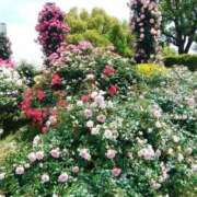 ヒメ日記 2025/06/08 18:25 投稿 あさこ 横浜おかあさん