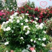 ヒメ日記 2025/06/10 19:25 投稿 あさこ 横浜おかあさん