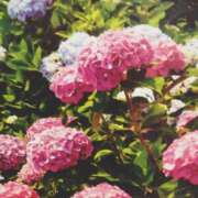 ヒメ日記 2025/06/12 18:15 投稿 あさこ 横浜おかあさん