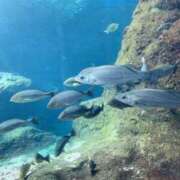 ヒメ日記 2025/06/18 11:57 投稿 あさこ 横浜おかあさん