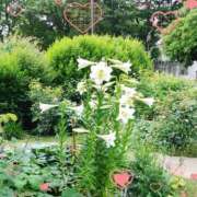 ヒメ日記 2025/06/24 18:25 投稿 あさこ 横浜おかあさん