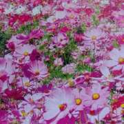 ヒメ日記 2025/11/06 18:55 投稿 あさこ 横浜おかあさん