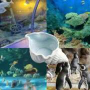 ヒメ日記 2025/11/15 19:05 投稿 あさこ 横浜おかあさん