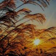 ヒメ日記 2025/11/16 21:35 投稿 あさこ 横浜おかあさん