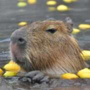 ヒメ日記 2025/12/22 10:05 投稿 あさこ 横浜おかあさん