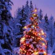 ヒメ日記 2025/12/24 11:05 投稿 あさこ 横浜おかあさん