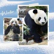 ヒメ日記 2026/01/28 11:45 投稿 あさこ 横浜おかあさん