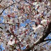 ヒメ日記 2025/04/12 21:32 投稿 みゆ Picasso(ピカソ)