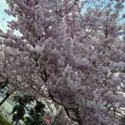 ヒメ日記 2026/04/08 10:53 投稿 なつき 肉体の門