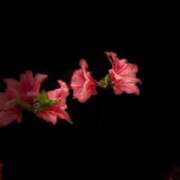 ヒメ日記 2025/06/04 15:27 投稿 有沢　クレア プルプル倶楽部 札幌すすきの店