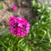 ヒメ日記 2025/07/23 07:12 投稿 有沢　クレア プルプル倶楽部 札幌すすきの店