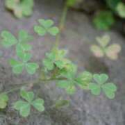 ヒメ日記 2025/07/30 07:42 投稿 有沢　クレア プルプル倶楽部 札幌すすきの店