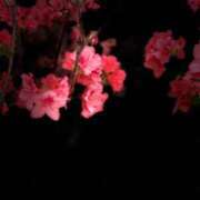 ヒメ日記 2025/08/03 19:15 投稿 有沢　クレア プルプル倶楽部 札幌すすきの店