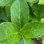 ヒメ日記 2025/09/01 16:00 投稿 有沢　クレア プルプル倶楽部 札幌すすきの店