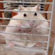 ヒメ日記 2025/12/08 17:48 投稿 くるみ 逢って30秒で即尺