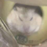 ヒメ日記 2026/01/06 15:15 投稿 くるみ 逢って30秒で即尺