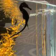 ヒメ日記 2026/02/08 15:24 投稿 りお CLUB DEEP