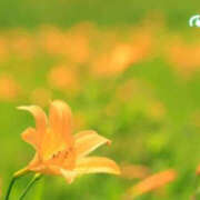 ヒメ日記 2025/07/24 23:59 投稿 のの eroina