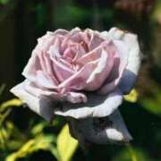 ヒメ日記 2024/12/21 08:57 投稿 みなみ 夜這い茶屋 はなれ