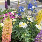 ヒメ日記 2025/04/28 11:03 投稿 小川レミ ミスターダンディー