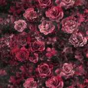 ヒメ日記 2025/07/12 18:35 投稿 渋谷　りさ アロマキュアシス 吉祥寺