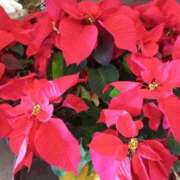 ヒメ日記 2024/12/19 07:55 投稿 けいな 新宿・新大久保おかあさん