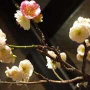 ヒメ日記 2025/03/07 00:26 投稿 けいな 新宿・新大久保おかあさん