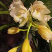 ヒメ日記 2025/03/31 06:50 投稿 けいな 新宿・新大久保おかあさん