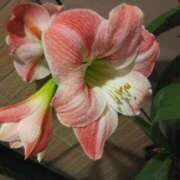 ヒメ日記 2025/06/05 05:55 投稿 けいな 新宿・新大久保おかあさん