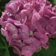 ヒメ日記 2025/06/11 00:24 投稿 けいな 新宿・新大久保おかあさん