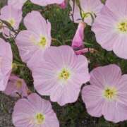 ヒメ日記 2025/09/04 16:10 投稿 けいな 新宿・新大久保おかあさん