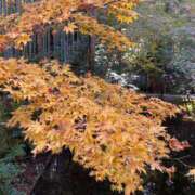 ヒメ日記 2023/12/06 23:14 投稿 寺島 まこと ほっこりーヌ谷九店