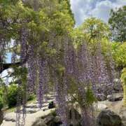 ヒメ日記 2024/05/08 08:29 投稿 寺島 まこと ほっこりーヌ谷九店