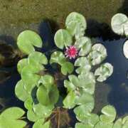 ヒメ日記 2025/01/26 22:45 投稿 寺島 まこと ほっこりーヌ谷九店