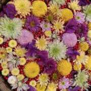 ヒメ日記 2025/01/29 08:24 投稿 寺島 まこと ほっこりーヌ谷九店