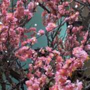 ヒメ日記 2025/02/09 08:24 投稿 寺島 まこと ほっこりーヌ谷九店